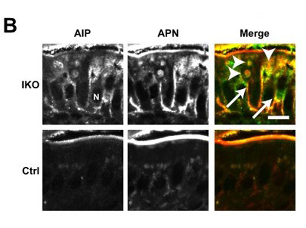 Immunohistochemistry using Alkaline Phosphatase